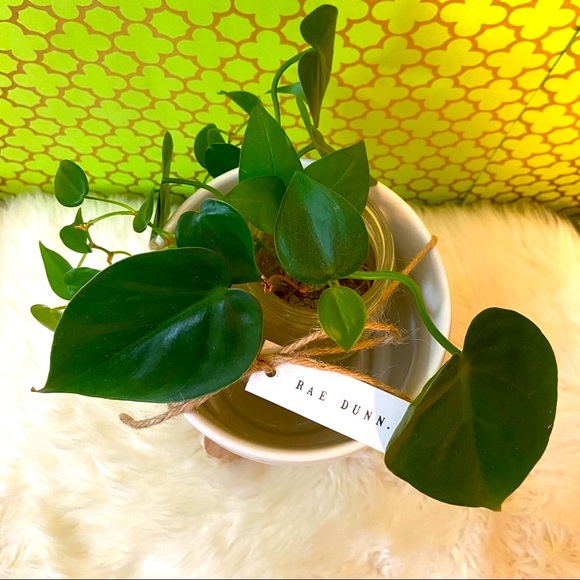 Rae Dunn HOME Planter On Wooden Stand Gift for Mom - Picture 3 of 7